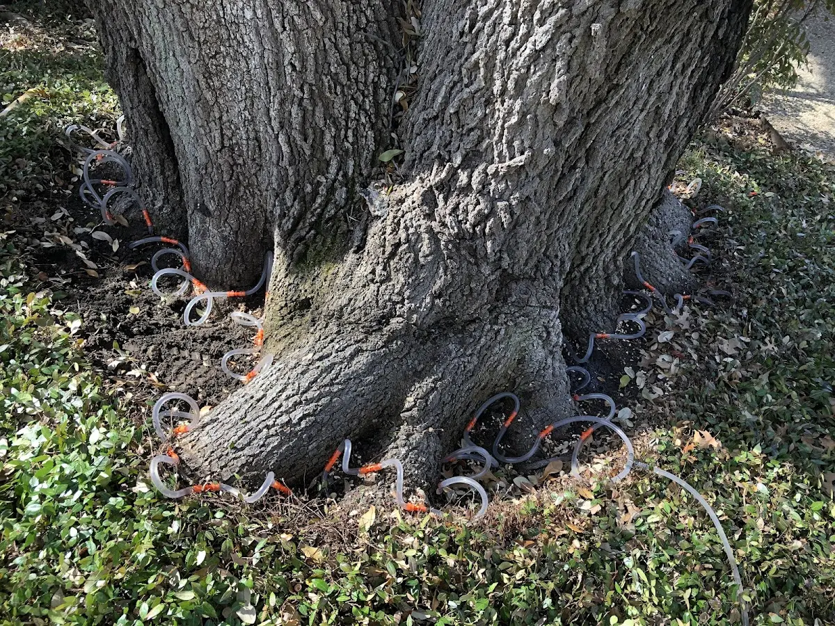 Detailed Tree Cabling and Bracing job site in Palmersville