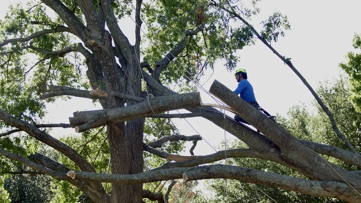 Professional Hazardous Tree Removal performed by certified arborists in Palmersville