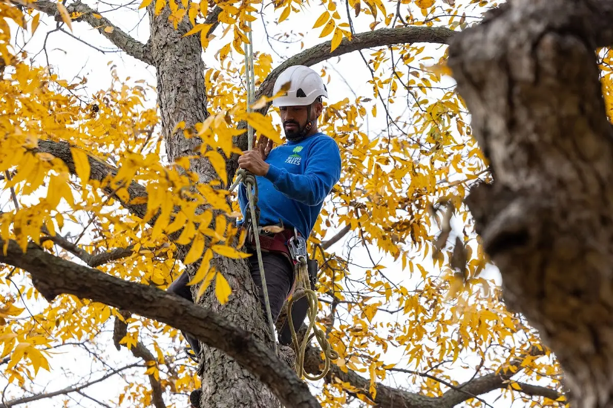 Skilled Tree Trimming crew working in Palmersville
