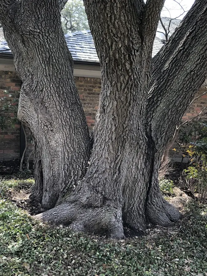 Mature heritage tree close to a Palmersville property cared for by certified arborists
